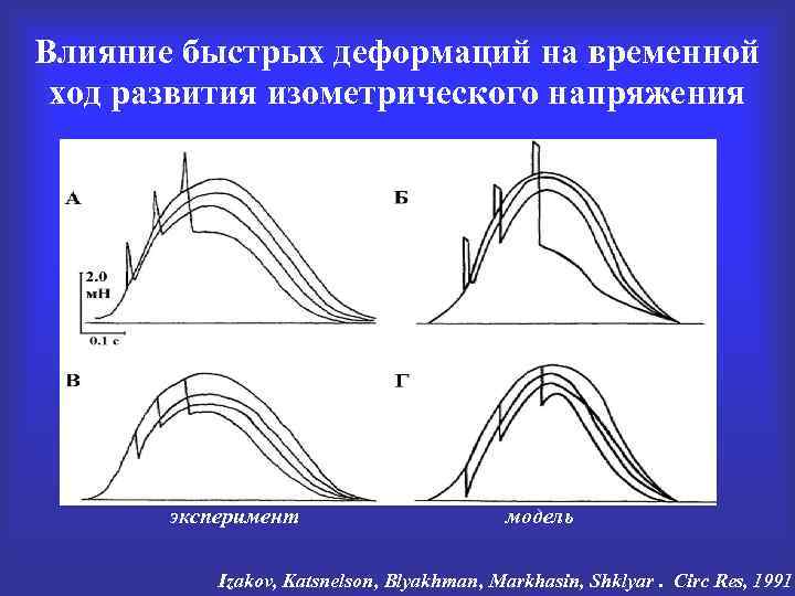 Влияние быстрых деформаций на временной ход развития изометрического напряжения эксперимент модель Izakov, Katsnelson, Blyakhman,