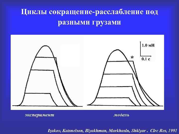 Циклы сокращение-расслабление под разными грузами эксперимент модель Izakov, Katsnelson, Blyakhman, Markhasin, Shklyar. Circ Res,