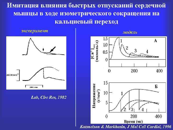 Имитация влияния быстрых отпусканий сердечной мышцы в ходе изометрического сокращения на кальциевый переход эксперимент