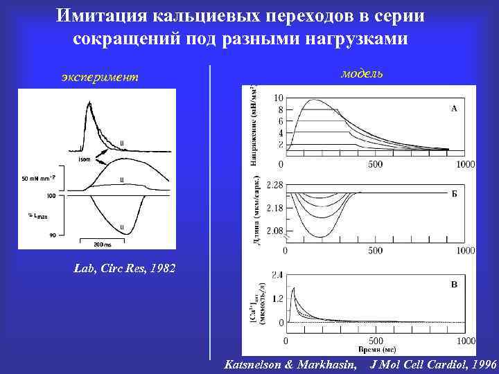 Имитация кальциевых переходов в серии сокращений под разными нагрузками эксперимент модель Lab, Circ Res,