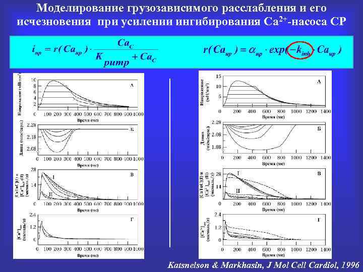 Моделирование грузозависимого расслабления и его исчезновения при усилении ингибирования Са 2+-насоса СР Katsnelson &