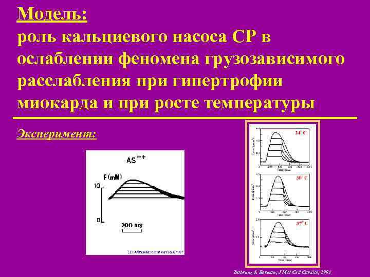 Модель: роль кальциевого насоса СР в ослаблении феномена грузозависимого расслабления при гипертрофии миокарда и