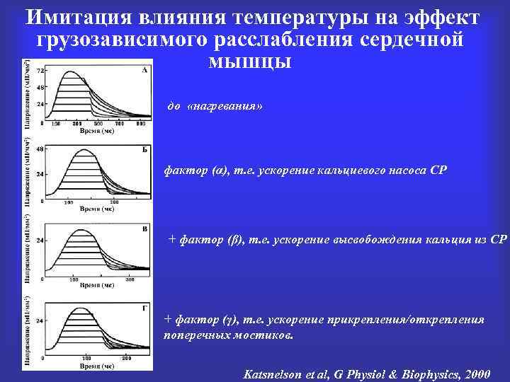 Имитация влияния температуры на эффект грузозависимого расслабления сердечной мышцы до «нагревания» фактор (α), т.