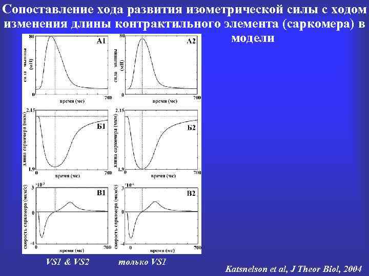 Сопоставление хода развития изометрической силы с ходом изменения длины контрактильного элемента (саркомера) в модели