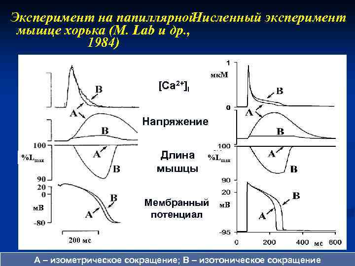 Эксперимент на папиллярной Численный эксперимент мышце хорька (M. Lab и др. , 1984) мк.