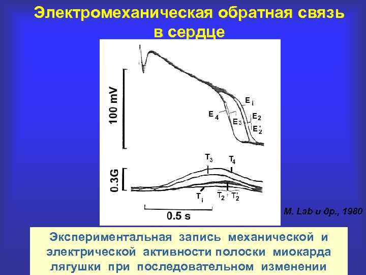 Электромеханическая обратная связь в сердце M. Lab и др. , 1980 Экспериментальная запись механической