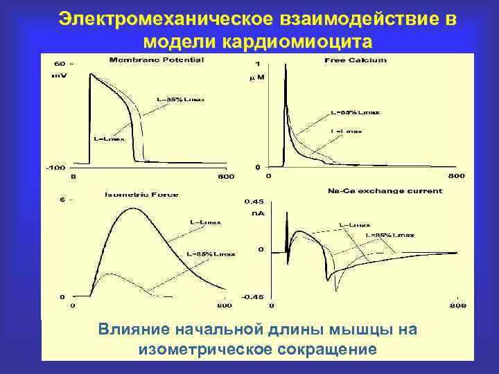 Электромеханическое взаимодействие в модели кардиомиоцита Влияние начальной длины мышцы на изометрическое сокращение 