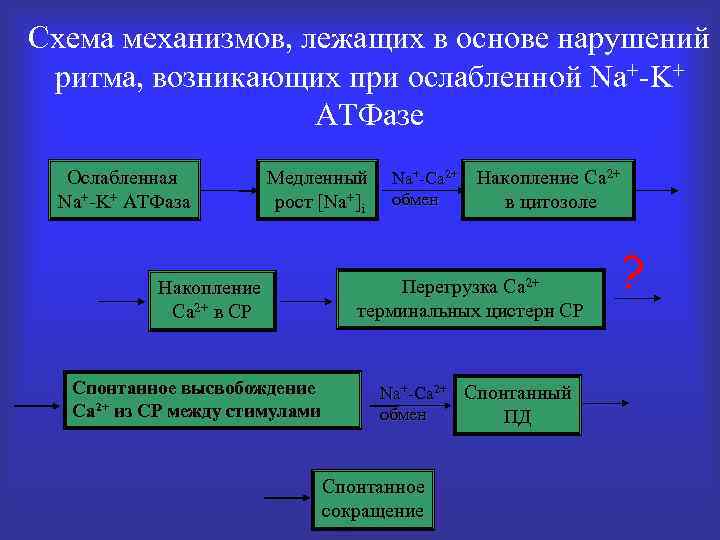 Схема механизмов, лежащих в основе нарушений ритма, возникающих при ослабленной Na+-K+ АТФазе Ослабленная Na+-K+