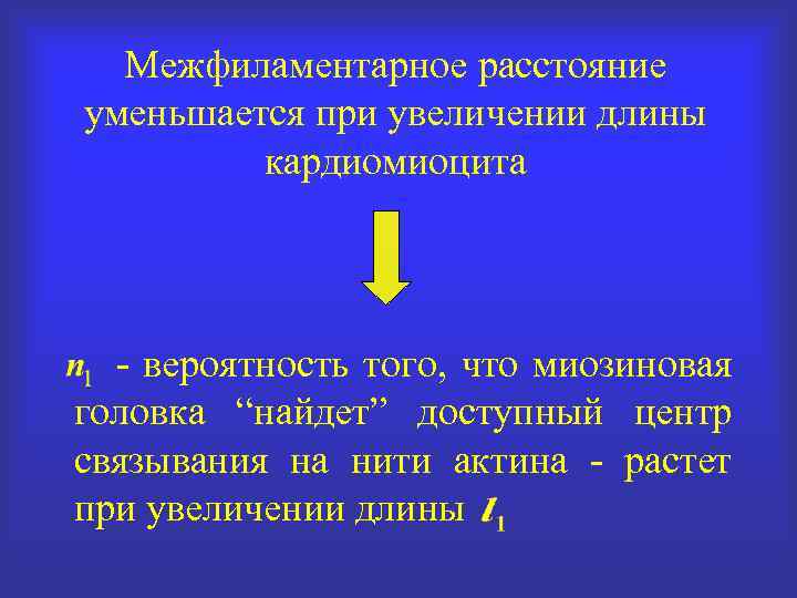 Межфиламентарное расстояние уменьшается при увеличении длины кардиомиоцита - вероятность того, что миозиновая головка “найдет”