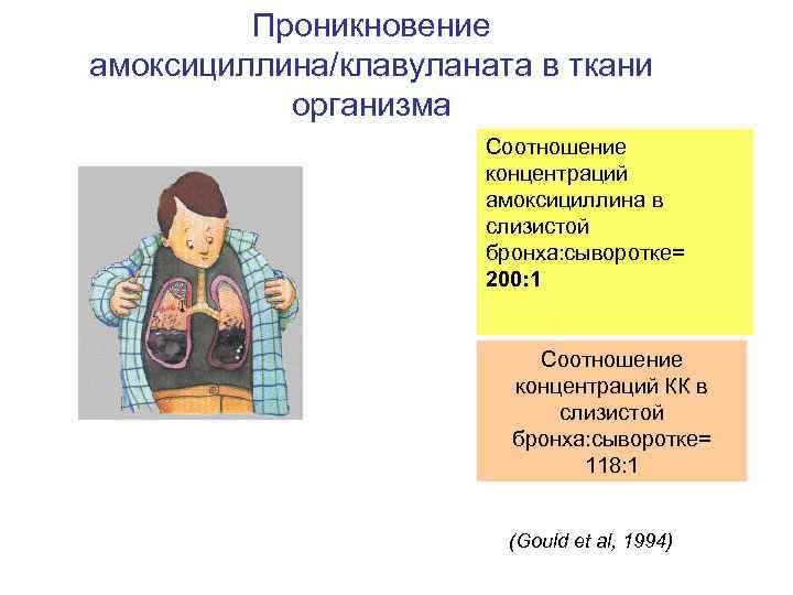 Проникновение амоксициллина/клавуланата в ткани организма Соотношение концентраций амоксициллина в слизистой бронха: сыворотке= 200: 1