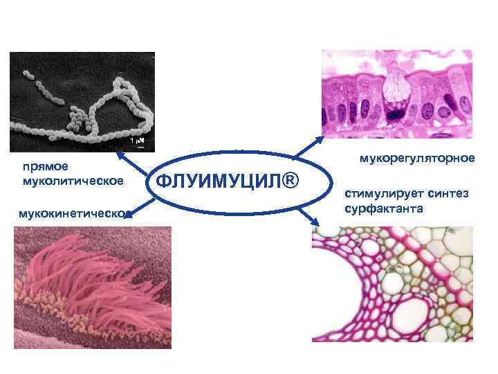 Механизм действия прямое муколитическое мукокинетическое мукорегуляторное ФЛУИМУЦИЛ® стимулирует синтез сурфактанта 