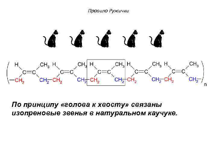 Правило Ружички По принципу «голова к хвосту» связаны изопреновые звенья в натуральном каучуке. 