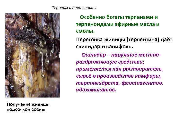 Терпены и терпеноиды Особенно богаты терпенами и терпеноидами эфирные масла и смолы. Перегонка живицы