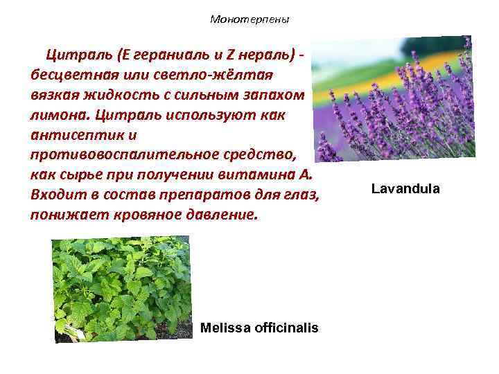 Монотерпены Цитраль (E гераниаль и Z нераль) бесцветная или светло-жёлтая вязкая жидкость с сильным
