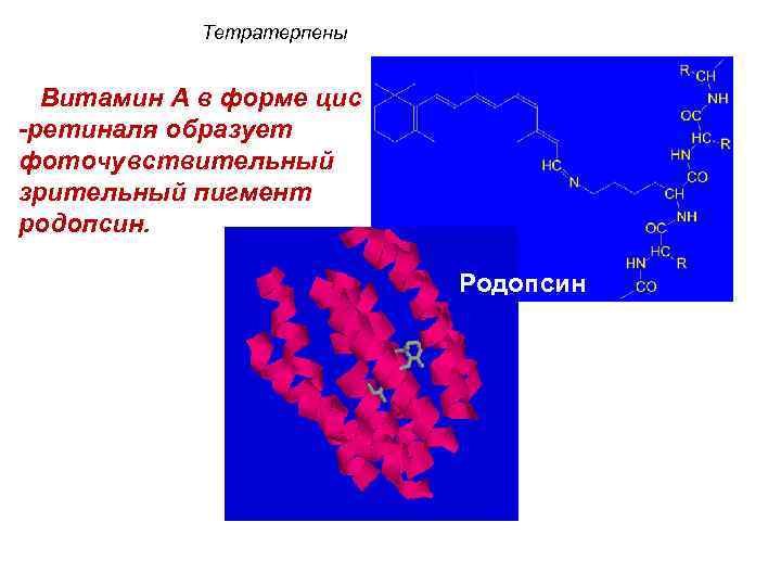 Тетратерпены Витамин А в форме цис -ретиналя образует фоточувствительный зрительный пигмент родопсин. Родопсин 