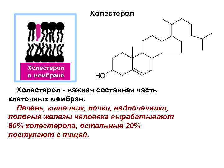 Холестерол в мембране Холестерол - важная составная часть клеточных мембран. Печень, кишечник, почки, надпочечники,