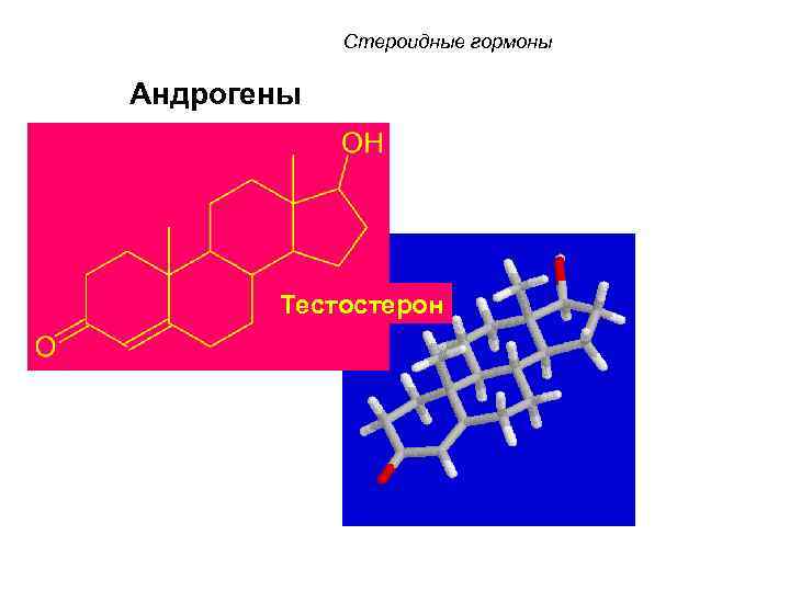 Стероидные гормоны Андрогены Тестостерон 