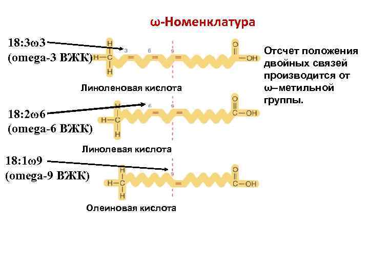 ω-Номенклатура 18: 3ω3 (оmega-3 ВЖК) Линоленовая кислота 18: 2ω6 (оmega-6 ВЖК) Линолевая кислота 18: