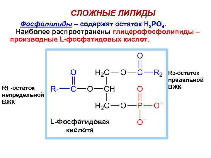 CЛОЖНЫЕ ЛИПИДЫ Фосфолипиды – содержат остаток Н 3 РО 4. Наиболее распространены глицерофосфолипиды –
