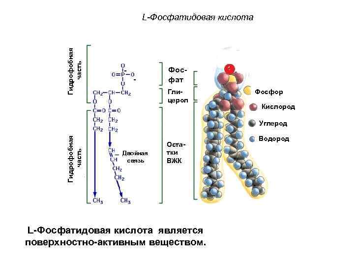 Гидрофобная часть L-Фосфатидовая кислота - - Фосфат Глицерол Фосфор Кислород Гидрофобная часть Углерод Двойная
