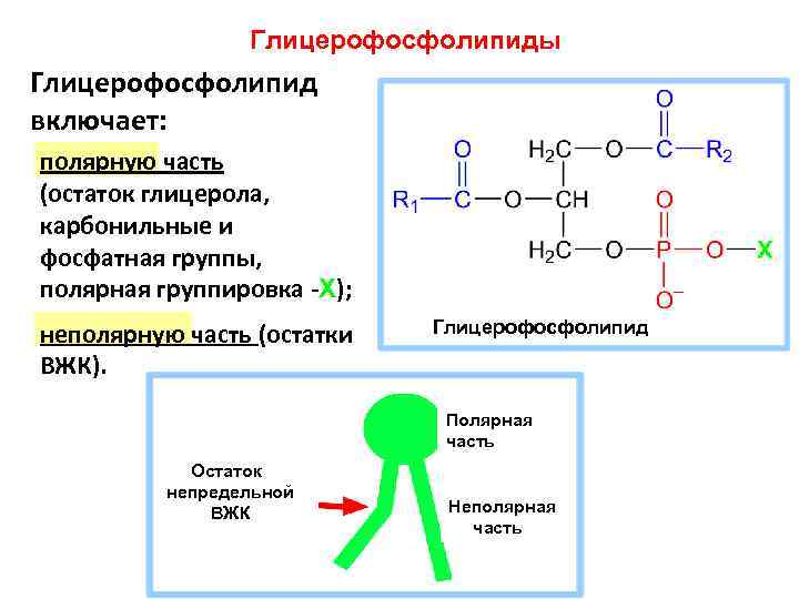 Глицерофосфолипиды Глицерофосфолипид включает: полярную часть (остаток глицерола, карбонильные и фосфатная группы, полярная группировка -X);