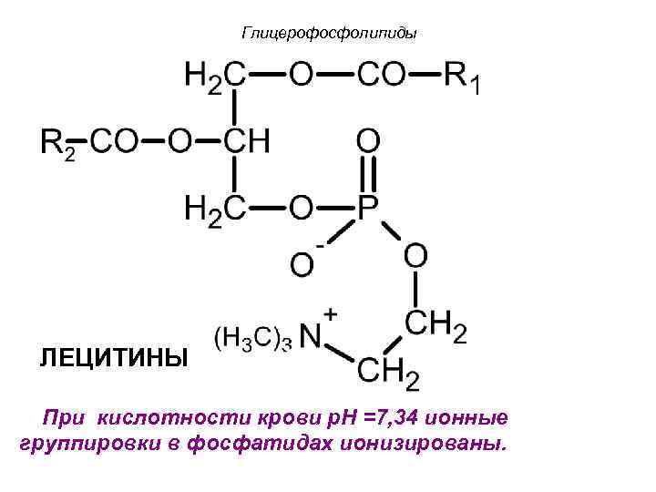 Глицерофосфолипиды ЛЕЦИТИНЫ При кислотности крови р. Н =7, 34 ионные группировки в фосфатидах ионизированы.