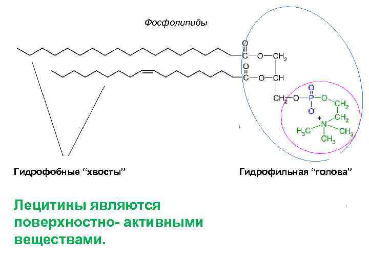 Фосфолипиды Гидрофобные “хвосты” Лецитины являются поверхностно- активными веществами. Гидрофильная “голова” 