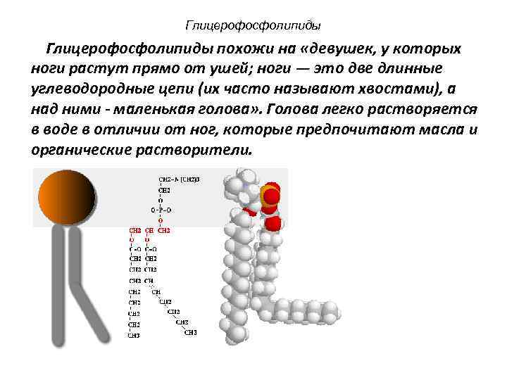 Глицерофосфолипиды похожи на «девушек, у которых ноги растут прямо от ушей; ноги — это