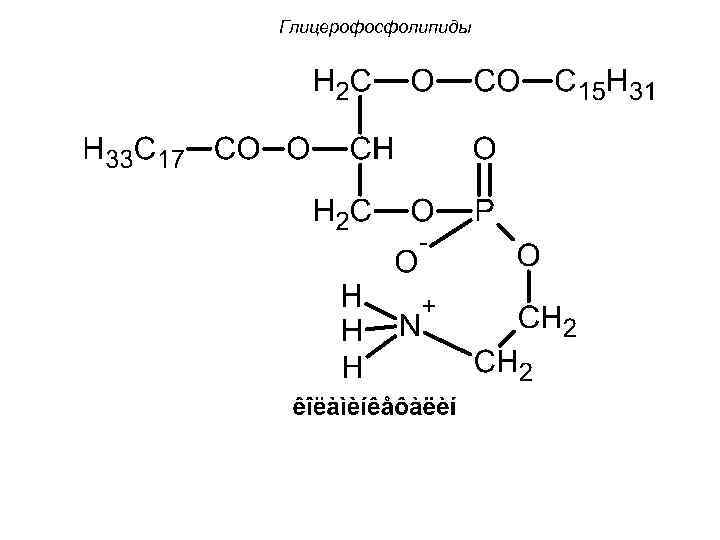 Глицерофосфолипиды 