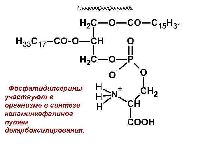 Глицерофосфолипиды Фосфатидилсерины участвуют в организме в синтезе коламинкефалинов путем декарбоксилирования. 