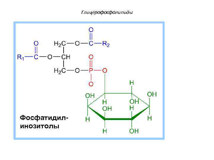 Глицерофосфолипиды Фосфатидилинозитолы 