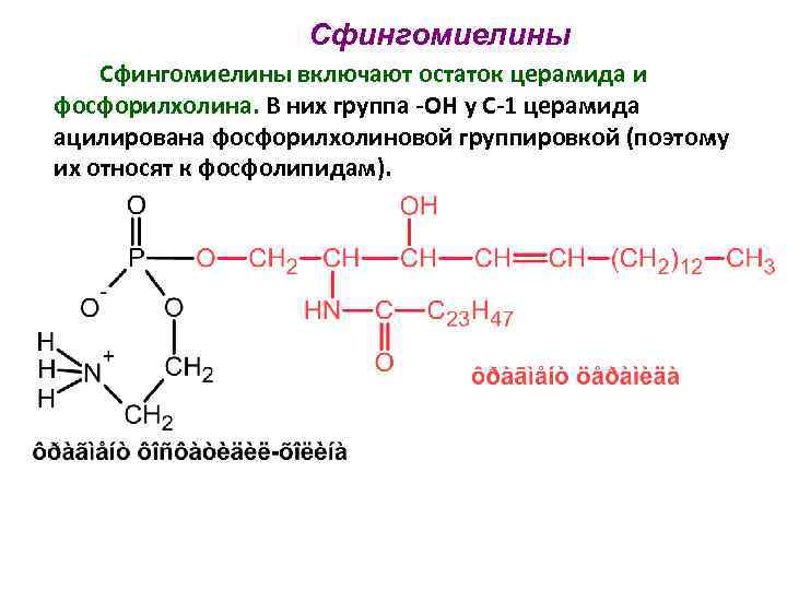 Сфингомиелины включают остаток церамида и фосфорилхолина. В них группа -ОН у С-1 церамида ацилирована