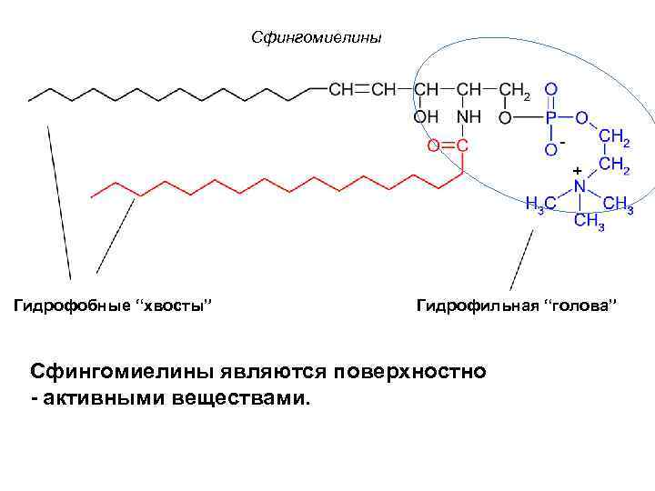 Сфингомиелины Гидрофобные “хвосты” Гидрофильная “голова” Сфингомиелины являются поверхностно - активными веществами. 