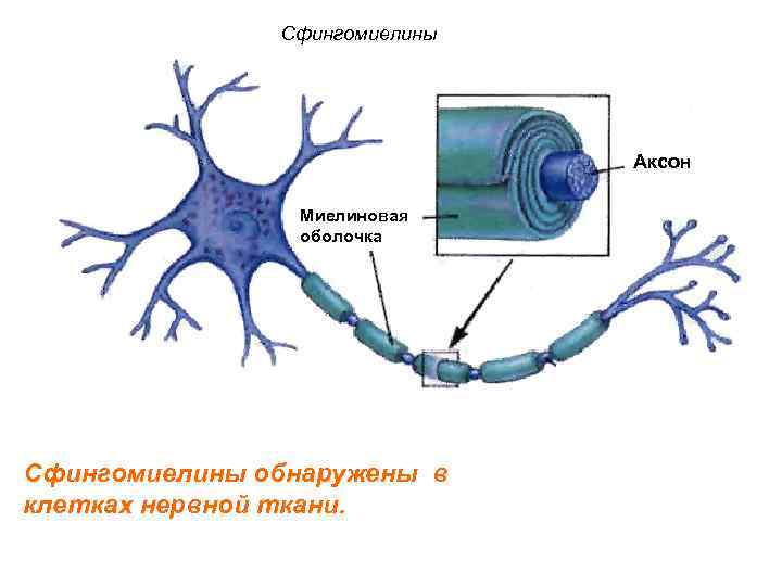 Сфингомиелины Аксон Миелиновая оболочка Сфингомиелины обнаружены в клетках нервной ткани. 