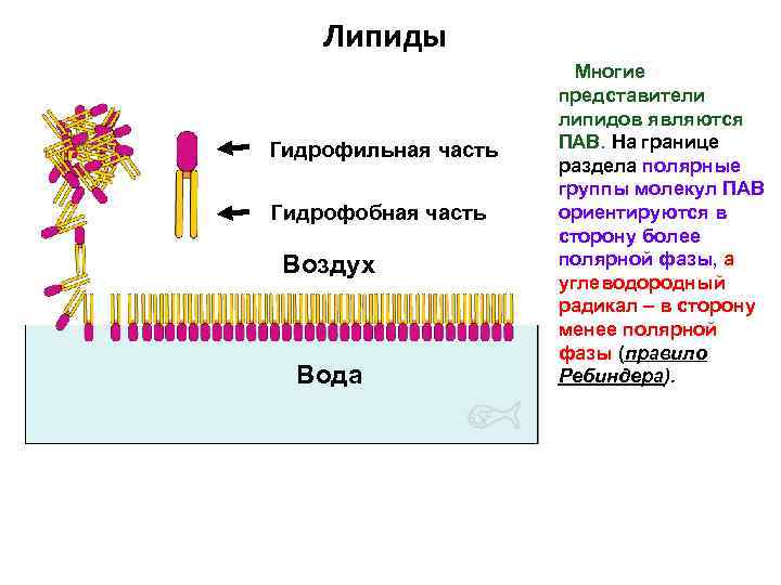 Липиды Гидрофильная часть Гидрофобная часть Воздух Вода Многие представители липидов являются ПАВ. На границе