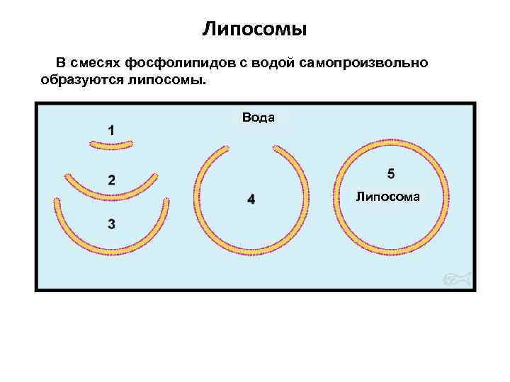 Липосомы В смесях фосфолипидов с водой самопроизвольно образуются липосомы. Вода Липосома 