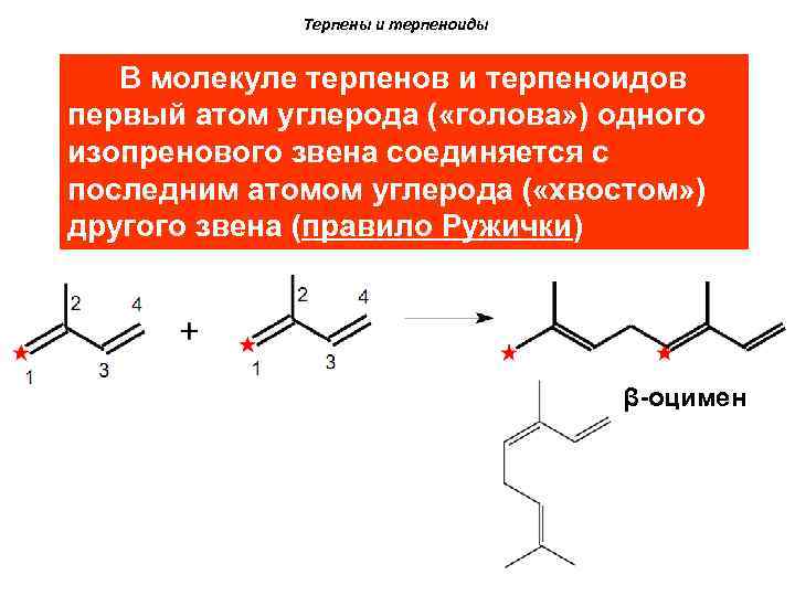 Терпены и терпеноиды В молекуле терпенов и терпеноидов первый атом углерода ( «голова» )