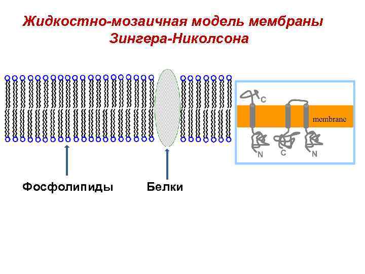 Жидкостно-мозаичная модель мембраны Зингера-Николсона Фосфолипиды Белки 