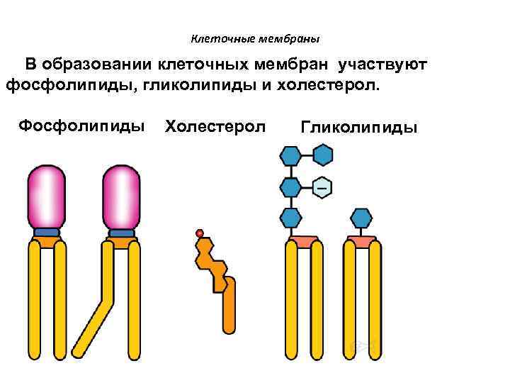Клеточные мембраны В образовании клеточных мембран участвуют фосфолипиды, гликолипиды и холестерол. Фосфолипиды Холестерол Гликолипиды