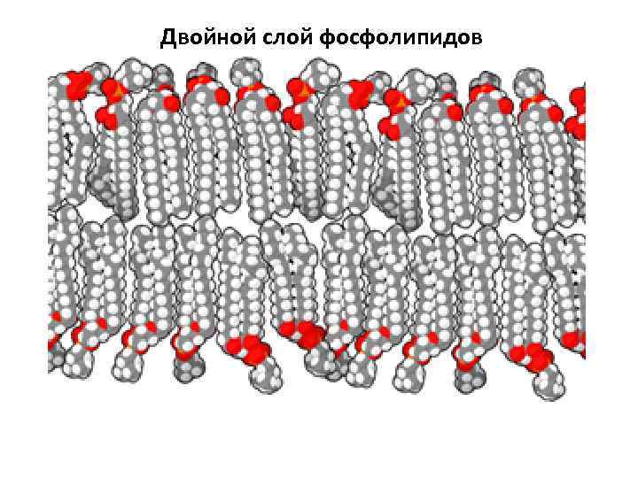 Двойной слой фосфолипидов 