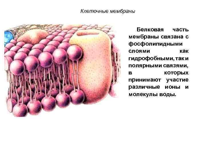 Клеточные мембраны Белковая часть мембраны связана с фосфолипидными слоями как гидрофобными, так и полярными