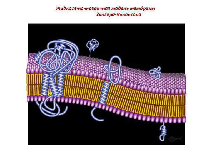 Жидкостно-мозаичная модель мембраны Зингера-Николсона 