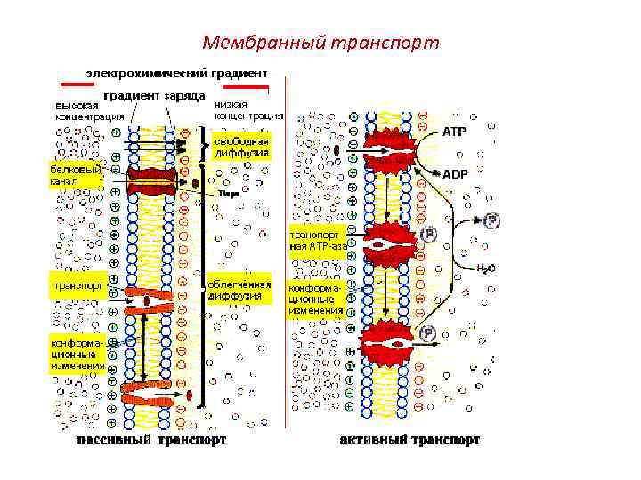 Мембранный транспорт 