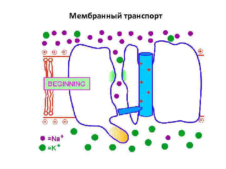 Мембранный транспорт 