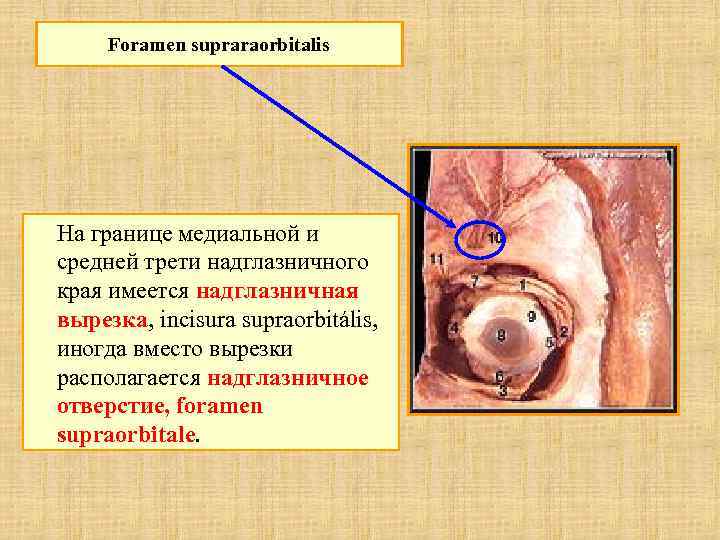 Foramen supraraorbitalis На границе медиальной и средней трети надглазничного края имеется надглазничная вырезка, incisura