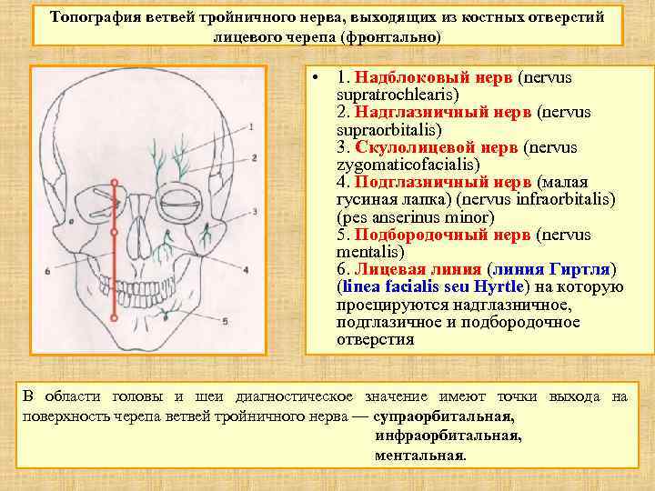 Топография ветвей тройничного нерва, выходящих из костных отверстий лицевого черепа (фронтально) • 1. Надблоковый