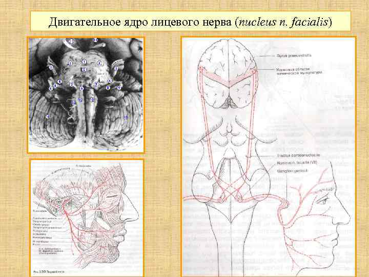 Двигательное ядро лицевого нерва (nucleus п. facialis) 