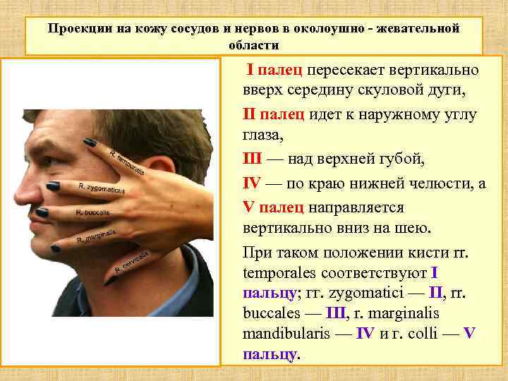 Проекции на кожу сосудов и нервов в околоушно - жевательной области I палец пересекает