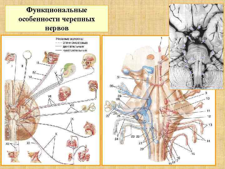 Функциональные особенности черепных нервов 