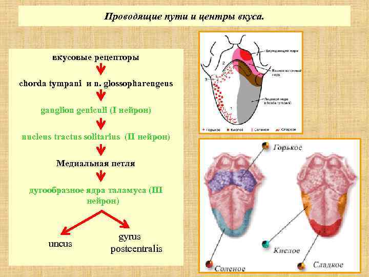 Проводящие пути и центры вкуса. вкусовые рецепторы chorda tympani и n. glossopharengeus ganglion geniculi